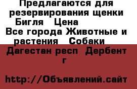 Предлагаются для резервирования щенки Бигля › Цена ­ 40 000 - Все города Животные и растения » Собаки   . Дагестан респ.,Дербент г.